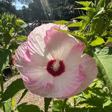 Image result for Hibiscus physaloides
