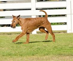Irish Terrier Dog Breed Information Pictures