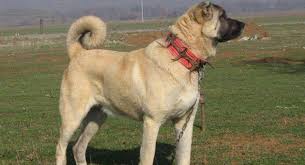 Bahceye Koruma Kopegi Alicam Kangal Mi Presa Mi Rott Mu Malinois Mi Dogo Mu Yardim Lutfen