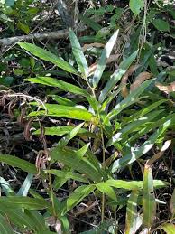 Image result for Acrostichum