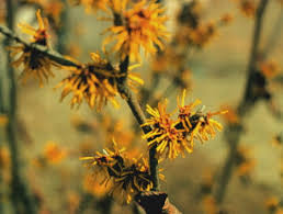 Image result for Hamamelis mollisi