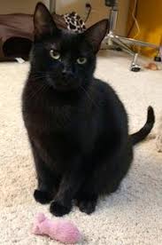 This is a public cat adoption board for members of the public. Adoptable Cats In Your Local Shelter L Adopt A Pet L Aspca