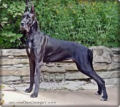 Is the only rescue that usually has gentle giant puppies and little giant puppies available. American Great Dane Puppies For Sale Petsidi