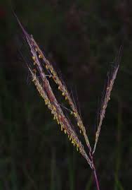 Image result for Trachypogon