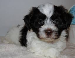 Puppyfinder.com is your source for finding an ideal havanese puppy for sale in usa. Chocolate Parti Male Havanese Puppy For Sale In Glen Allen Virginia Classified Americanlisted Com