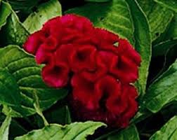 30 Cramer S Burgundy Cockscomb Celosia Annual Flower Seeds Flower Seeds Annual Flowers Flowers Perennials