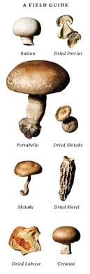 Mushroom Magic Published 2012 Stuffed Mushrooms Mushroom Soup Recipes Mushroom Stir Fry