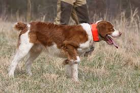 Brittany Dog Breed Information In 2020 Brittany Dog Dog Breeds Dogs