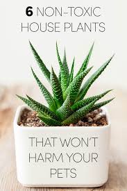See lists of the best low light houseplants, indoor flowering houseplants, bonsai plants, office plants, and clean air plants. 6 Non Toxic House Plants That Won T Harm Your Pets Viral Pets