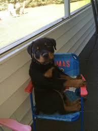 All aspirant rottweiler owners wish to get home german rottweiler pups because of their reputation. Rottweiler Puppies Fayetteville Nc Puppies
