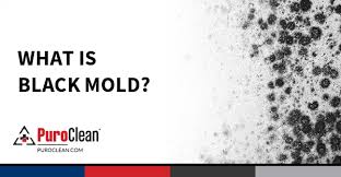 Maybe you would like to learn more about one of these? What Is Black Mold Puroclean Hq