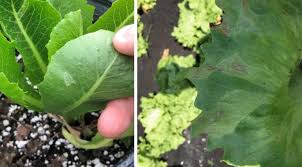 Image result for Lettuce Green 1977 Hussmann