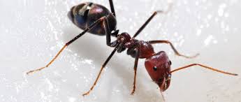Blue chip pest control is a st. St Peters Pest Control And Extermination Blue Chip Pest Control Services