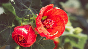 Image result for Abutilon lauraster
