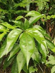 Image result for Capparaceae