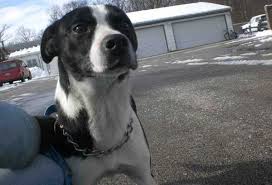 Happy purebred dog bearded collie running in the snow. The Fun Loving Energetic Pitbull Border Collie Mix