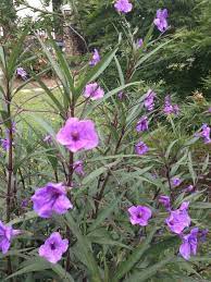 Pin On Mygardenanswers