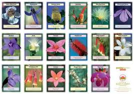 Bush Flower Essence Chart 1 Terapias Alternativas
