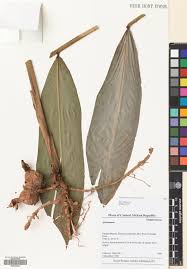 Image result for Aframomum alboviolaceum