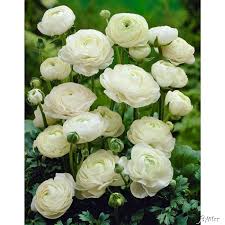 Ranunkeln Weiss 10 Stuck Blumen Juni Hochzeit Exotische Blumen Ranunkel