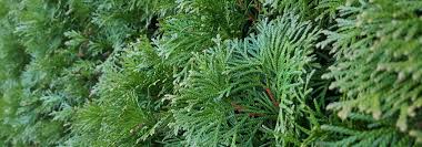 Achetez des plantes à feuillage persistant qui apportent structure et couleur à votre jardin toute l'année. Haie A Croissance Rapide 10 Arbustes Qui Poussent Vite Promesse De Fleurs