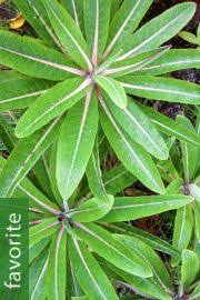 Image result for Pupalia micrantha