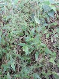 Image result for Panicum brevifolium