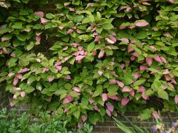 Image result for Actinidia