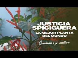 Image result for Justicia mollugo