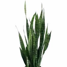 Costa Farms Live Indoor 2ft Snake Plant Grower Pot Walmart Com Plants Snake Plant Live Indoor Plants
