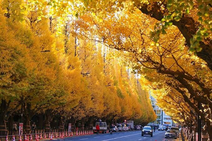 Autumn Color Reports 2025 - Tokyo: Approaching Peak
