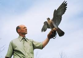 The pair climbs high in the air and performs a precise acrobatic act of whirling spirals and steep rapid dives, often touching in midair. Tom Cade A Savior Of The Peregrine Falcon Dies At 91 The New York Times