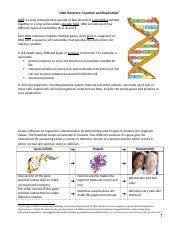 Maybe you would like to learn more about one of these? Dna Structure Function Replication Worksheet 1 Dna Structure Function And Replication1 Dna Molecules Contain Our Genes Genes Influence Our Course Hero