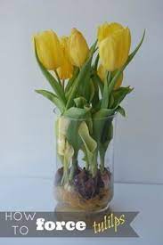 Shop By Category Ebay Tulips Garden Bulbs Indoor Plants