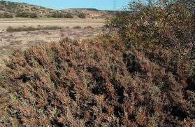 Image result for Lophiocarpus latifolius