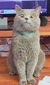 Michael The Cat Cats Cats And Kittens Cute Baby Animals
