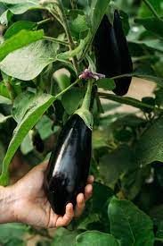 Don't wait too long to harvest! Does Eggplant Go Bad How Long Does It Last