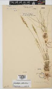 Image result for Elytrophorus globularis