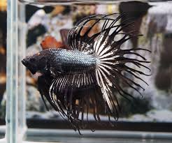 Live Betta Fish Orange Crown Black Orchid Dragon King Drct Crowntail Male C183 Fish Pet Animals Pets