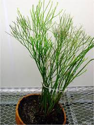 Image result for Psilotum