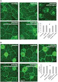 Check spelling or type a new query. A Bacterial Acetyltransferase Destroys Plant Microtubule Networks And Blocks Secretion