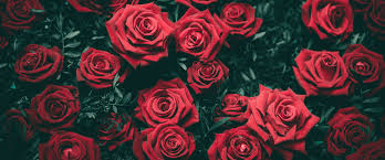 A déguster avec des pâtisseries, ou tout au long de la nuit, cette cuvée s'invite avec discrétion pour les. Combien De Roses Offrir A Une Femme Resolu