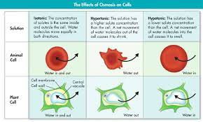 Effects Of Osmosis On Cells Structure And Function Cell Structure Osmosis