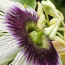 Pin On About Passion Flower Fruit