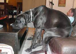 Does your dane seem reluctant to sit? Dog Owners Share Adorable Snaps Of Their Great Danes Express Digest