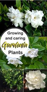 Growing Gardenia Plant How To Grow Gardenia In A Container Gardenia Plant Growing Gardenias Gardenia Trees