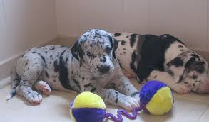 The base color is pure white with black torn patches irregularly and well distributed over the entire body; Harlequin Great Dane Puppies Png