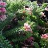 More images for grevillea red hooks » 1