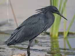 Grey Bird With Red Mohawk Black Heron Also Black Egret Egretta Ardesiaca By Derek Keats Heron Nature Reserve Animals