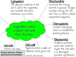 Plant cells gcse mind map. Plant Cell Organelles Mind Map Teaching Resources